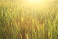 Nature background. Field of wheat. Dreamy natural background with morning golden sunrise sunset light over the field. Copy space Royalty Free Stock Photo