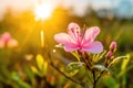 Nature background with flower in spring sunrise