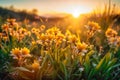 Nature background with flower in spring sunrise