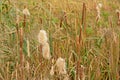 Flowering cattail plants in the marsh - Typhaceae