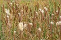 MAny flowering bulrush plants in the marsh - Typhaceae Royalty Free Stock Photo