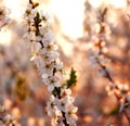 Nature background, flowering garden trees in sunset light Royalty Free Stock Photo