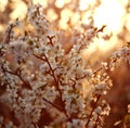 Nature background, flowering garden trees in sunset light Royalty Free Stock Photo