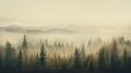 Nature background - a foggy forest with dense trees creating a serene and mysterious atmosphere Royalty Free Stock Photo