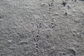 Nature background. Footprints of birds in the snow