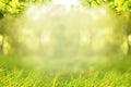 Nature background, frame of tree leave and green grass Royalty Free Stock Photo