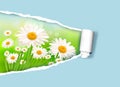 Nature background with fresh daisy