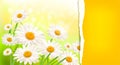 Nature background with fresh daisy