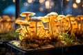 Fall mushroom background plant brown green closeup season forest nature autumn macro