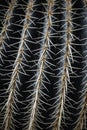 Geometric shape of a prickly cactus closeup. Exotic plants