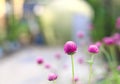 Nature background - Gomphrena globosa, Globe Amaranth, Bachelor Button Royalty Free Stock Photo