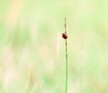 Nature background of grass and ladybug