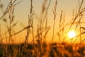 nature background.Grass stalks in the sun. Autumn nature background. Field grass stems in sunset sunlight.Autumn sunset.