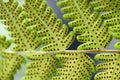 Green fern leaf with dot of spore plant in tropical forest. Royalty Free Stock Photo