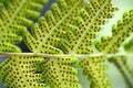 Green fern leaf with dot of spore plant in tropical forest. Royalty Free Stock Photo