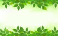 Nature background with green fresh leaves