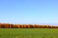 Ature background. Green grass field against Royalty Free Stock Photo