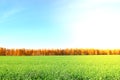 Nature background. Green grass field against a blue sky with wispy white cloud Royalty Free Stock Photo