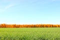 Nature background. Green grass field against Royalty Free Stock Photo