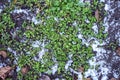 Nature background. Green grass growing through melting snow in winter time. Soft winter or spring going concept. Top view, flat