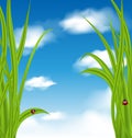 Nature background with green grass and ladybug