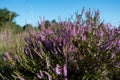 French red and rose wine grapes plants in row, Costieres de Nimes AOP domain or chateau vineyard, France