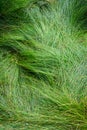 Nature background of green sedge grasses in pattern and texture Royalty Free Stock Photo