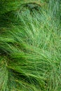 Nature background of green sedge grasses in pattern and texture