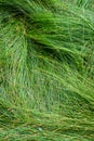 Nature background of green sedge grasses in pattern and texture Royalty Free Stock Photo