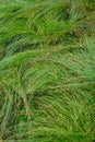 Nature background of green sedge grasses in pattern and texture Royalty Free Stock Photo