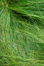 Nature background of green sedge grasses in pattern and texture Royalty Free Stock Photo