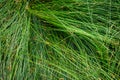 Nature background of green sedge grasses in pattern and texture Royalty Free Stock Photo