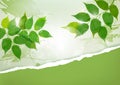 Nature background with green spring leaves Royalty Free Stock Photo