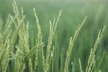 Green young paddy rice closeup in the wind. Blurry background with copy space for text or design Royalty Free Stock Photo