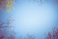 Nature background image with blue sky and various tree overhead Royalty Free Stock Photo
