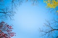 Nature background image with blue sky and various tree overhead Royalty Free Stock Photo