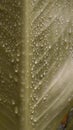 Close up green leaf background with water splash raindrop Royalty Free Stock Photo