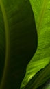 Close up green leaf background with water splash raindrop