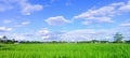 Nature background image of rice fields and clear sky, beautiful relaxing atmosphere Royalty Free Stock Photo