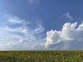 Nature background.Landscape of blue sky with white clouds and yellow field of sunflowers. Royalty Free Stock Photo