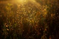 Nature background. Landscape with a ray of sunlight. Green grass close-up against the setting sun. Nature on sunset, macro