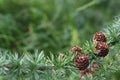 Nature background with larch cones