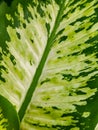 nature background, leaves of Sri Fortuna plant, Dieffenbachia seguine,