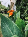 Nature Background, leaves and trees