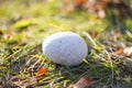Nature, background, lonely river, smooth. a round, gray stone sits on the grass. Royalty Free Stock Photo