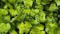 Nature background. Lush green ivy leaves with water droplets, dense leafy ground cover, freshness concept for garden Royalty Free Stock Photo