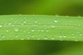 Nature Background macro texture of rain water droplets on green grass Royalty Free Stock Photo