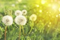 Nature background made of dandelions at sunset, shallow depth of field. Sun rays with bokeh, banner with copy space Royalty Free Stock Photo