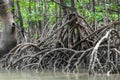 Nature background of mangrove forest trees Royalty Free Stock Photo