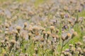 Many overblown thistle flowers - Silybum marianum